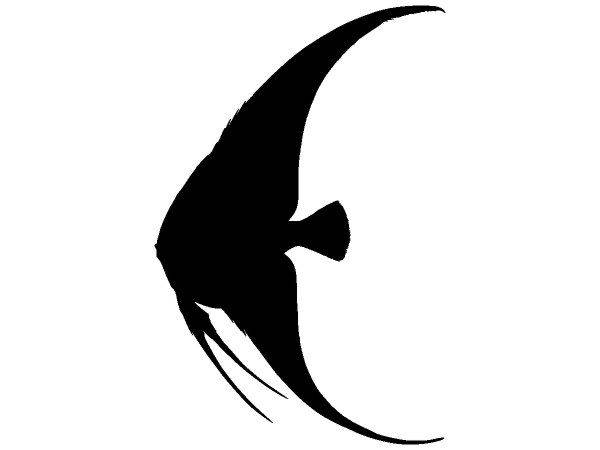 Животные 3249 Животные 3249