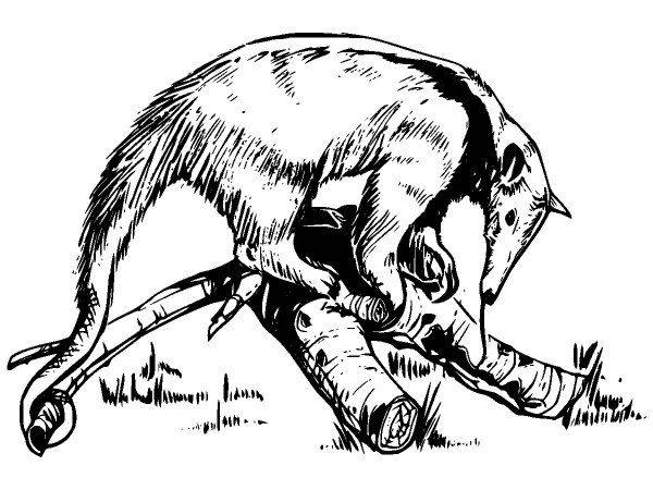 Животные 211