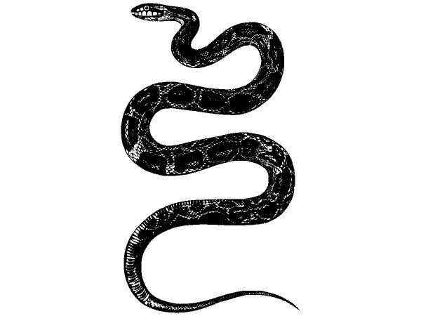 Животные 2802