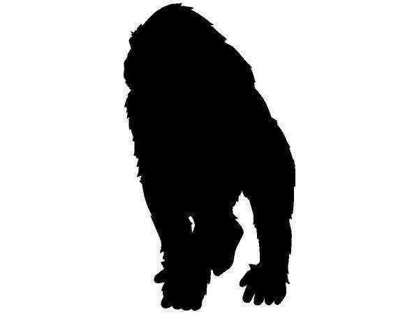 Животные 710 Животные 710