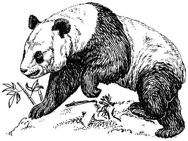 Животные 1076