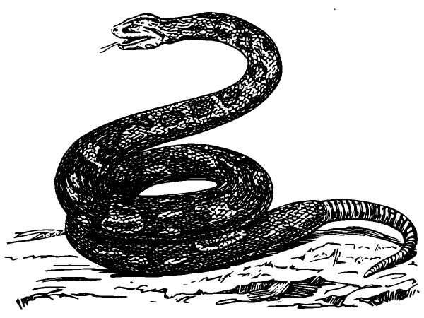 Животные 891