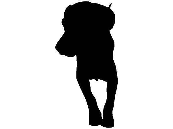 Животные 540 Животные 540