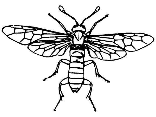 Животные 2608