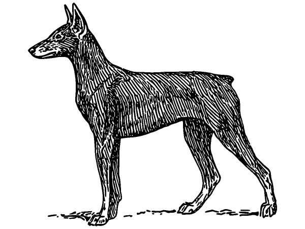 Животные 356