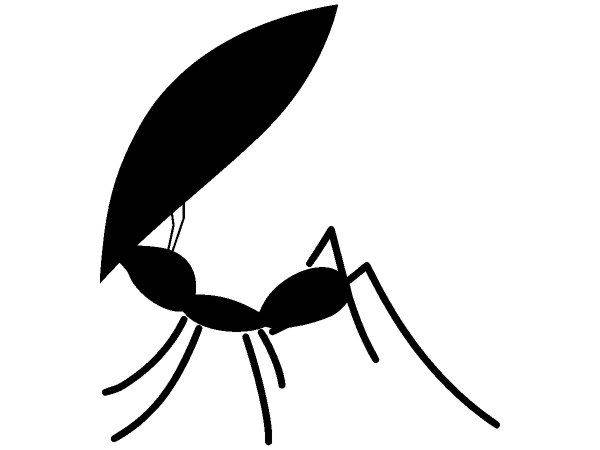 Животные 1554