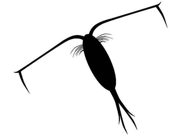 Животные 1419