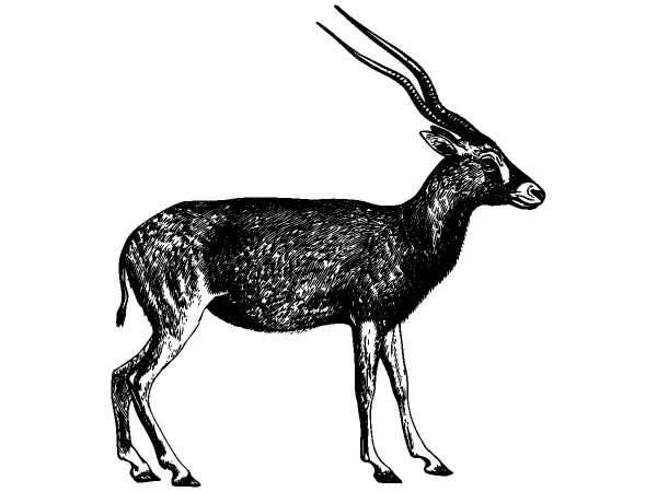 Животные 1277