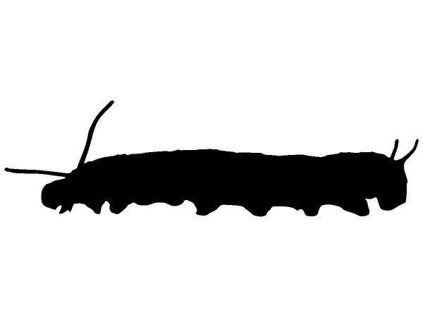 Животные 2723