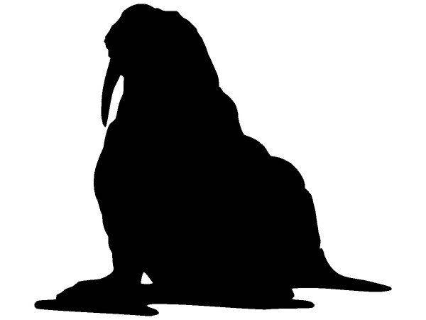 Животные 655 Животные 655