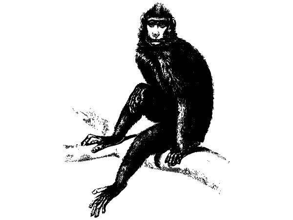 Животные 2817