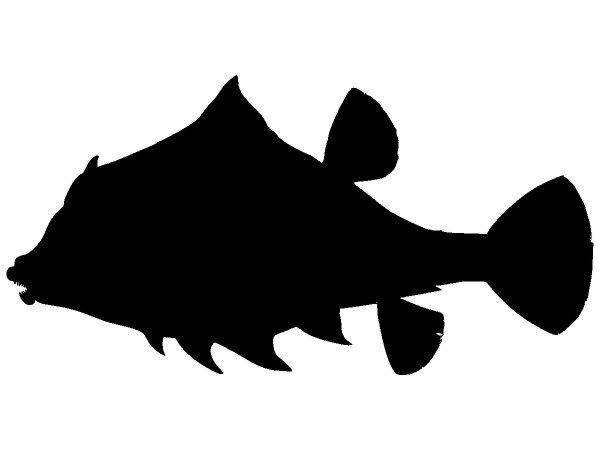 Животные 2752