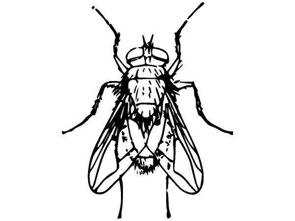 Животные 2445 Животные 2445