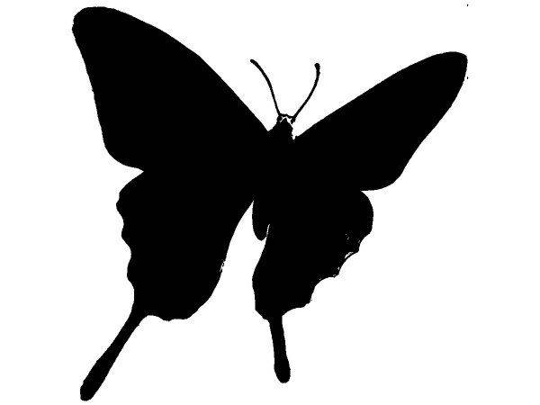 Животные 2295 Животные 2295