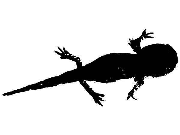 Животные 4113