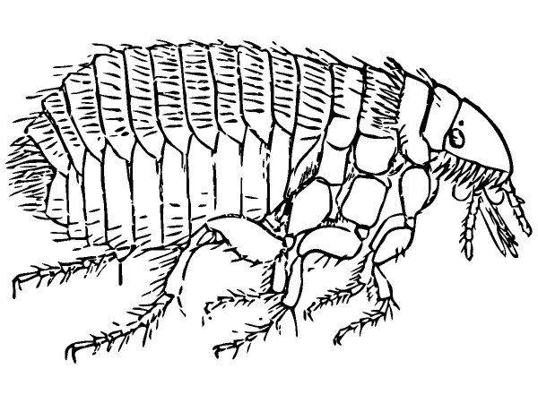 Животные 476