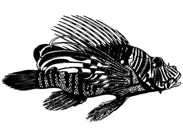 Животные 3831