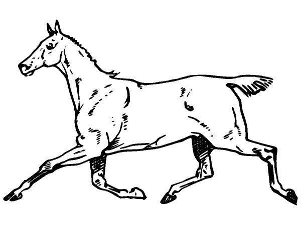 Животные 2893