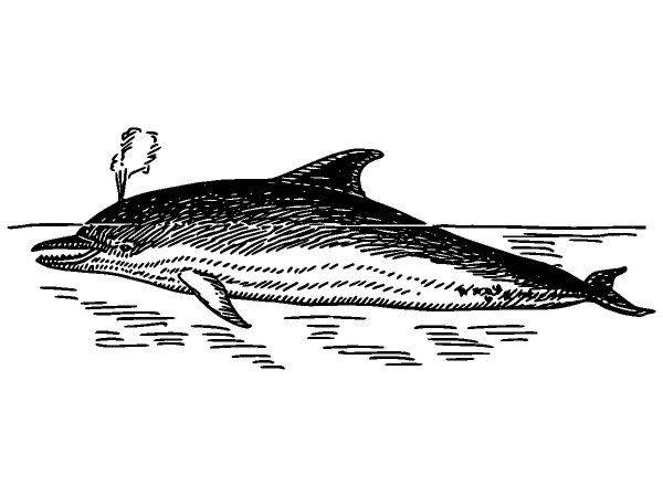 Животные 632