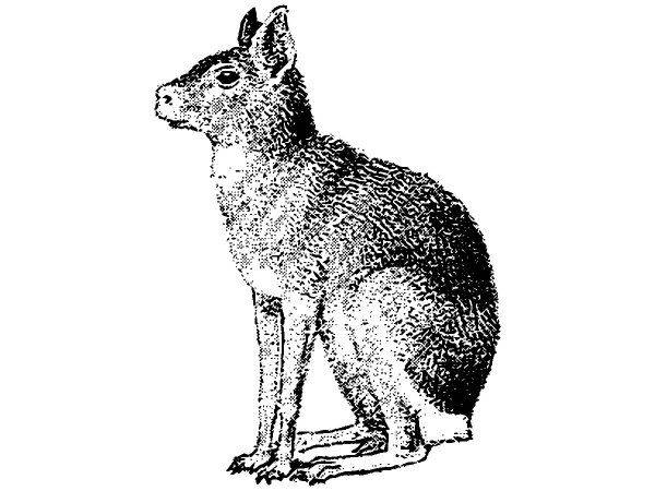 Животные 2557