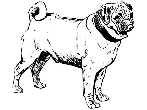 Животные 282