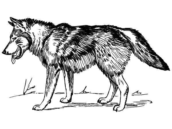 Животные 1142