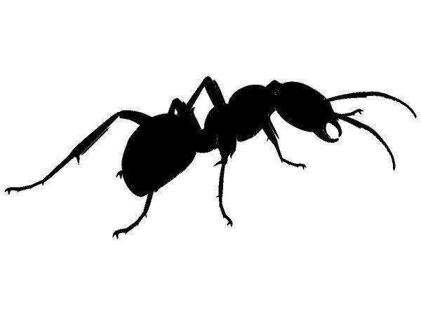 Животные 1272 Животные 1272