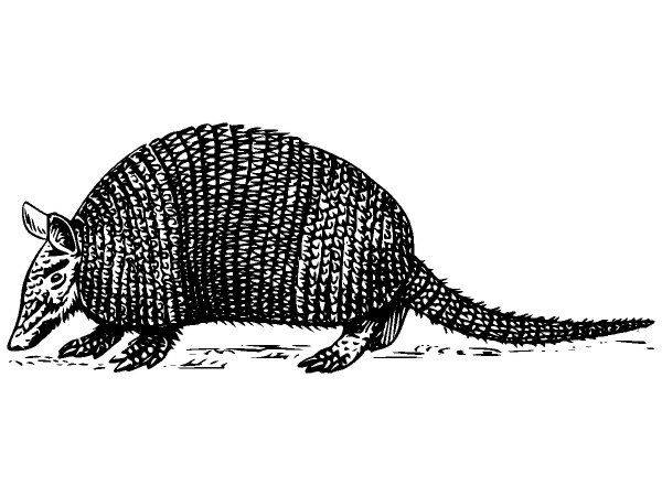 Животные 208