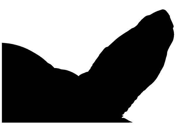 Животные 4176