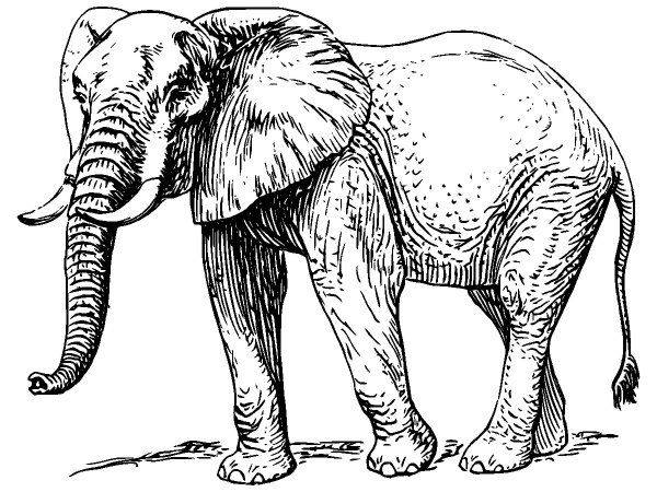 Животные 200