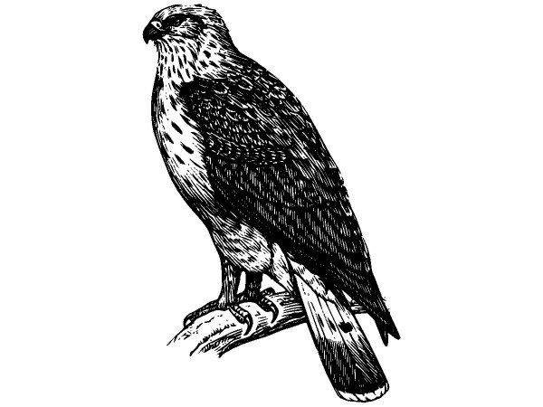 Животные 580 Животные 580