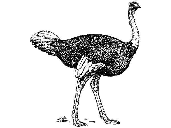 Животные 1073