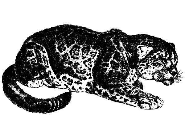 Животные 2840