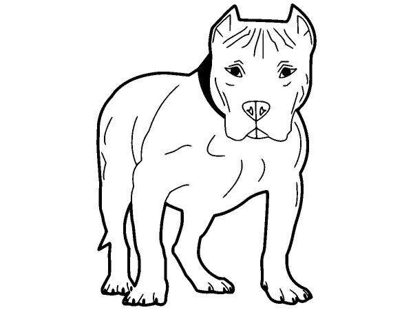 Животные 3107 Животные 3107