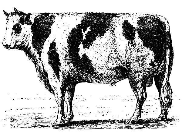 Животные 2581