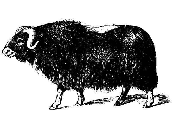 Животные 2731