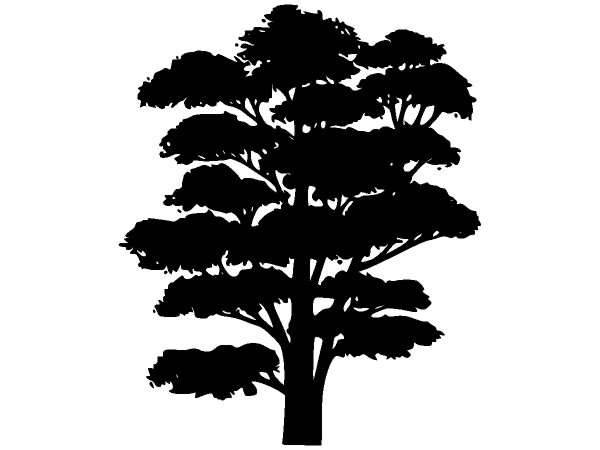 Деревья 13