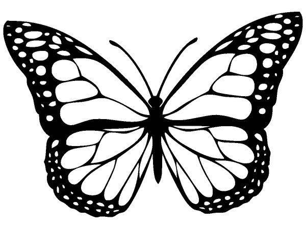 Животные 2719