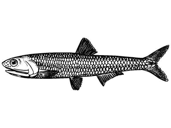 Животные 447