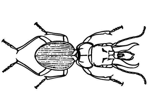 Животные 3713 Животные 3713