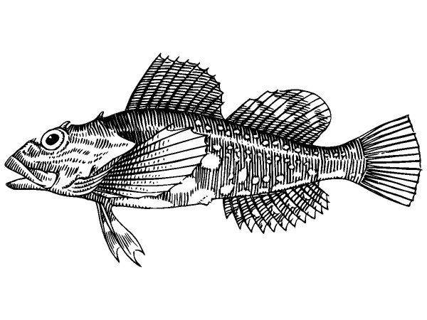 Животные 3815 Животные 3815