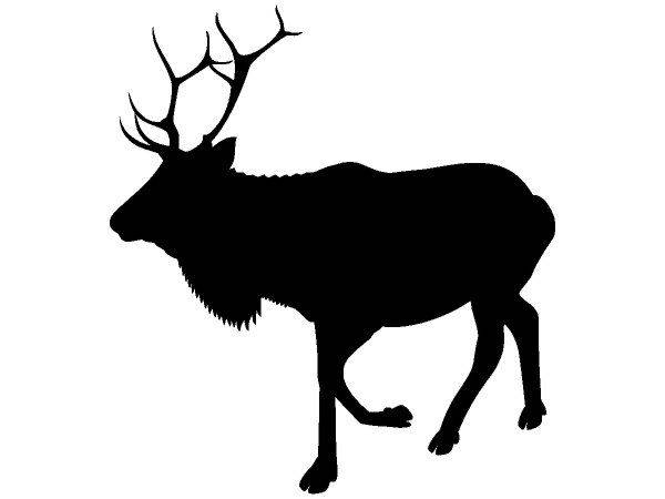 Животные 715