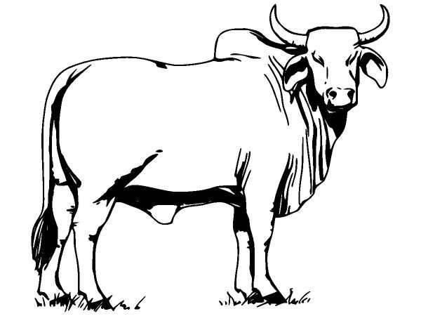 Животные 306