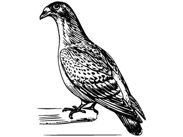 Животные 591 Животные 591