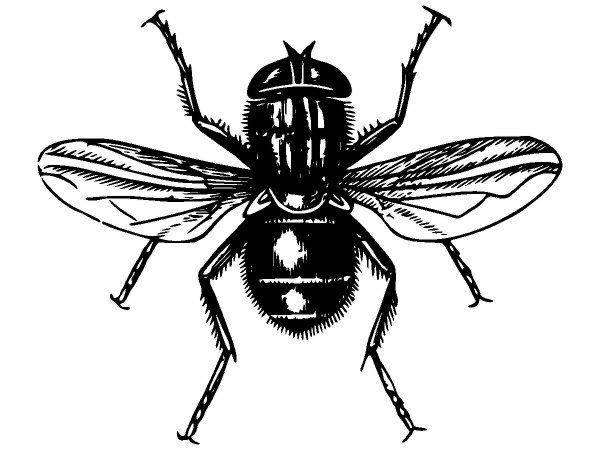 Животные 3899 Животные 3899