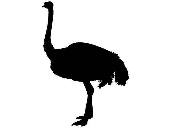 Животные 3590 Животные 3590