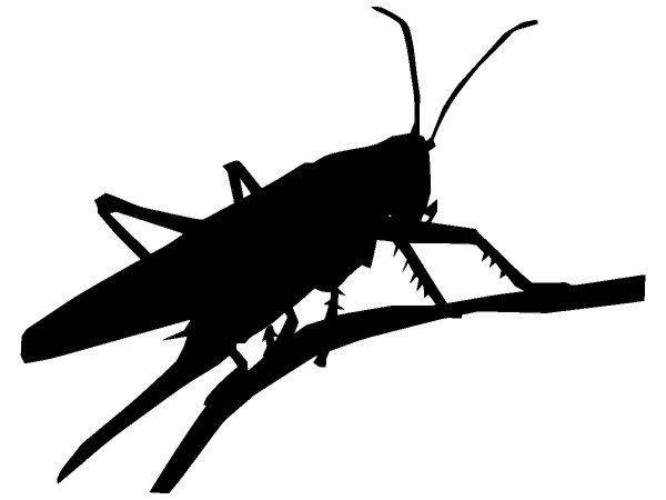 Животные 3845