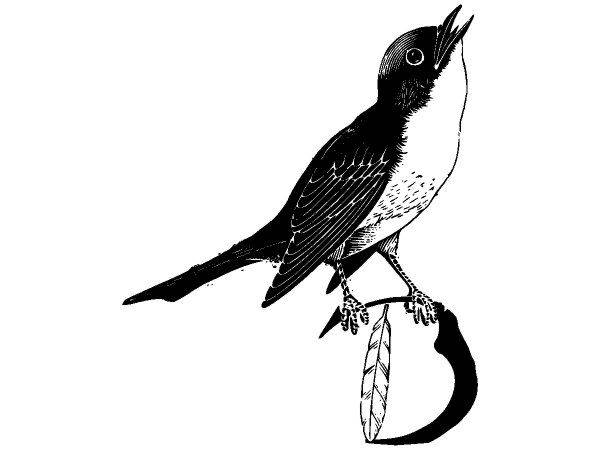 Животные 2407