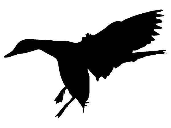 Животные 3540 Животные 3540