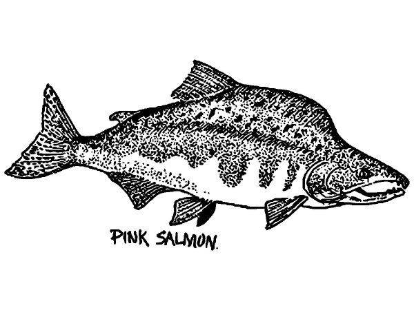 Животные 2912